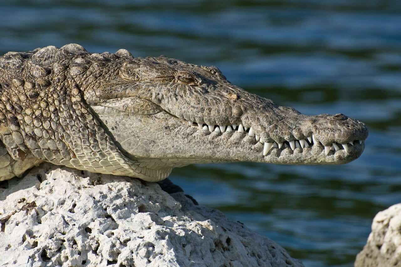 Gady naczelne – krokodyle